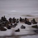 Some ducks rest on top of the water.