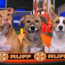 The third quarter Team Ruff players. Source: Animal Planet