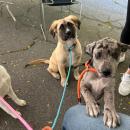 Lisa with her brothers, Duke and Travis. Source: Lisa Tavares