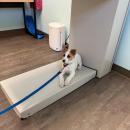 Piper at Anchor Animal Hospital. Source: Lisa Tavares 