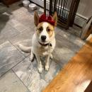 Piper dressed up for Christmas. Source: Lisa Tavares