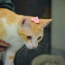 Conie wears a heart on his head. 