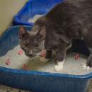 One of the bonded kittens was more focused on getting pets. Photos by Kat Sheridan