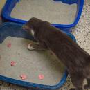 One of the bonded kittens investigates the hearts in her litter box. 