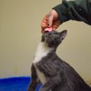 One of the bonded kittens gets a heart placed on her head. 