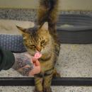 Fluffy sniffs a heart.