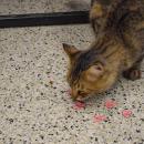 Fluffy investigates some hearts.