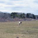 One of the rescue cows hanging out in a field.