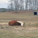 One of the rescue cows rests up.