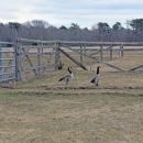 The rescue goose and her boyfriend visiting for the spring.