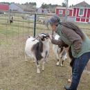 Shannon Lawrence pets one of the goats.