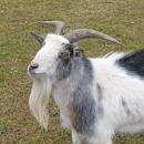 A goat poses for the camera.