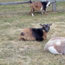 The goats enjoy resting in the field. 