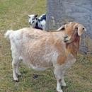 A goat poses for the camera while enjoying the nice weather.