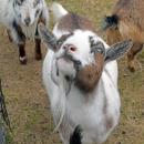 One of the silly goats posing.