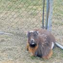 One of the males, who has to be separated for the spring, shedding his winter coat.