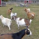 The goats at Forever Here Farm Sanctuary.