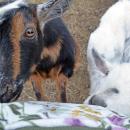The goats enjoyed begging for pets.