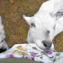 One of the goats enjoyed chewing on the phone in the reporter's pocket.
