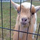 One of the baby goats investigates the camera.