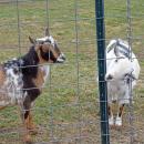 One of the goats sticks his head through the fence to investigate.