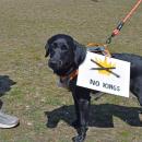 Even dogs were demanding no kings.