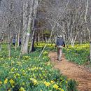 The field will be filled with people once the blooms are fully in bloom. 