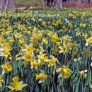 A section of fully bloomed daffodils. 