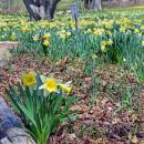 Some of the daffodils grow close to the path. 