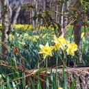 Some of the daffodils are smaller than others. 