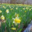 The preserve covered in yellow flowers.