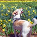 Billy investigates the flowers. 