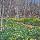 This field will look almost completely yellow in a few days time. 