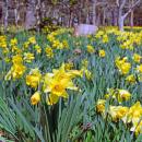 There are 27 varieties of daffodils.