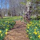 Paths wind throughout the flowers. 