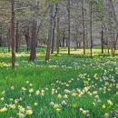 The field stretches for four acres. 