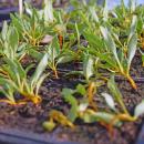 Some multicolored seedlings. 