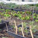 Some lettuce and other plants beginning to grow in the greenhouse. 