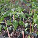 Some small sprouts in the greenhouse. 