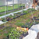 The greenhouse gives seeds a place to grow. 