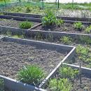 One plot with split growing boxes. 