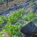 One plot already had something grown.