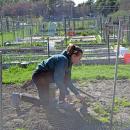 Chelsea from New Bedford tends to her plot. 