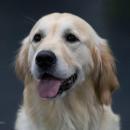 Darcie the therapy dog. Source: North Branch Library