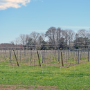 The grapevines. 