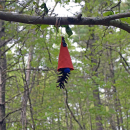 A gnome with a bright blue nose. 