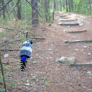 There are some steps to find Wallace. 
