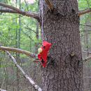 A cardinal gnome. 