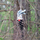 A gnome with a bow on their head. 
