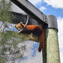 Jacob the red panda in his favorite spot. The sun cover is a close second. 